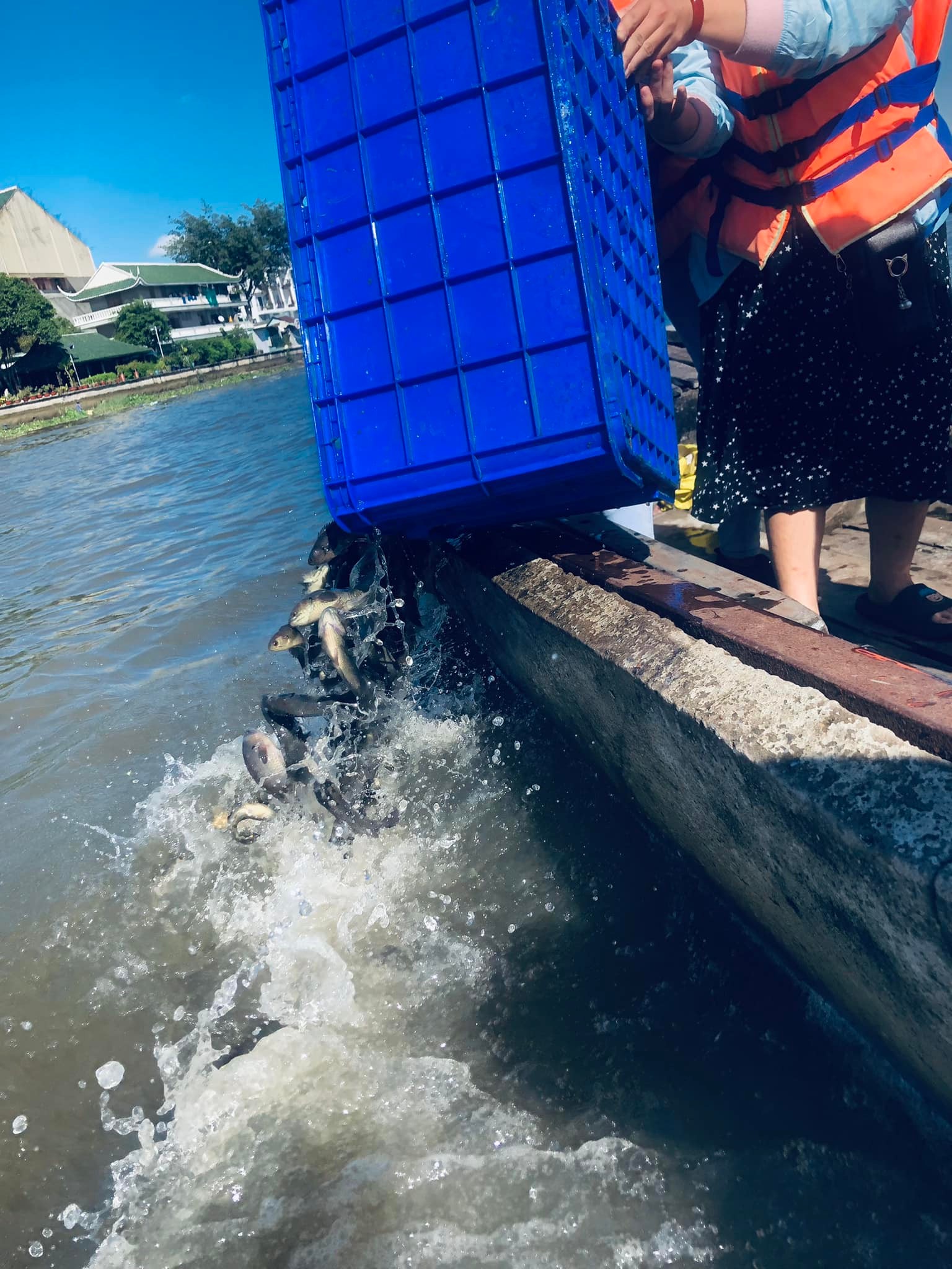 Một ngày đi thả cá phóng sinh ở TP Hồ Chí Minh